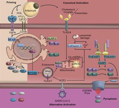 NLRP3 Inflammasome: The Stormy Link Between Obesity and COVID-19